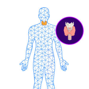 Thyroid Control