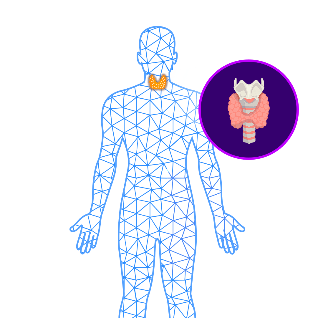 Thyroid Control