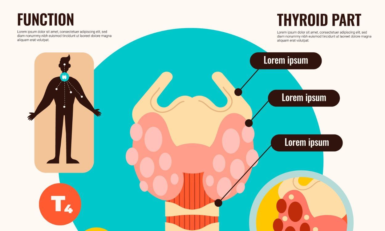 Thyroid & Immune System: A Surprising Link?