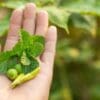 Nettle Leaf: Thyroid's New Best Friend?