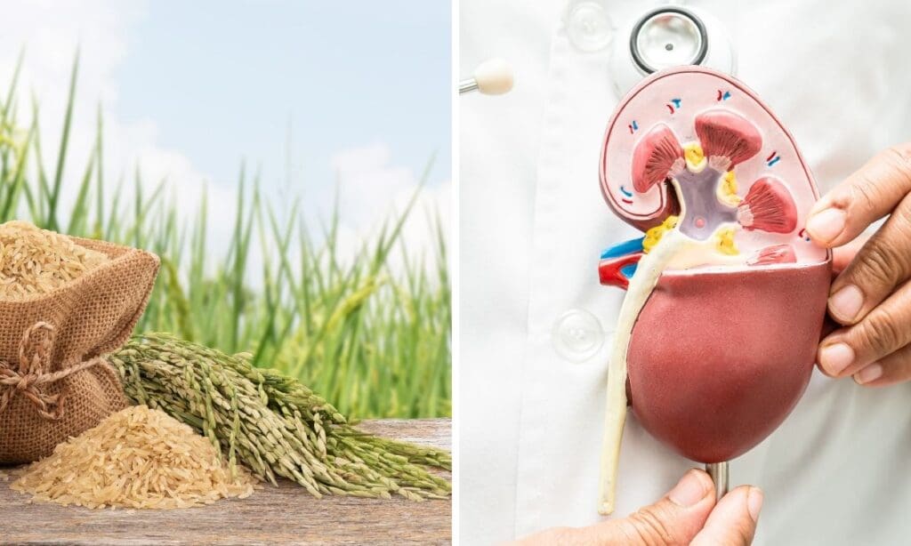 Rice and Kidney Health Sodium Regulation and Renal Function FITPAA