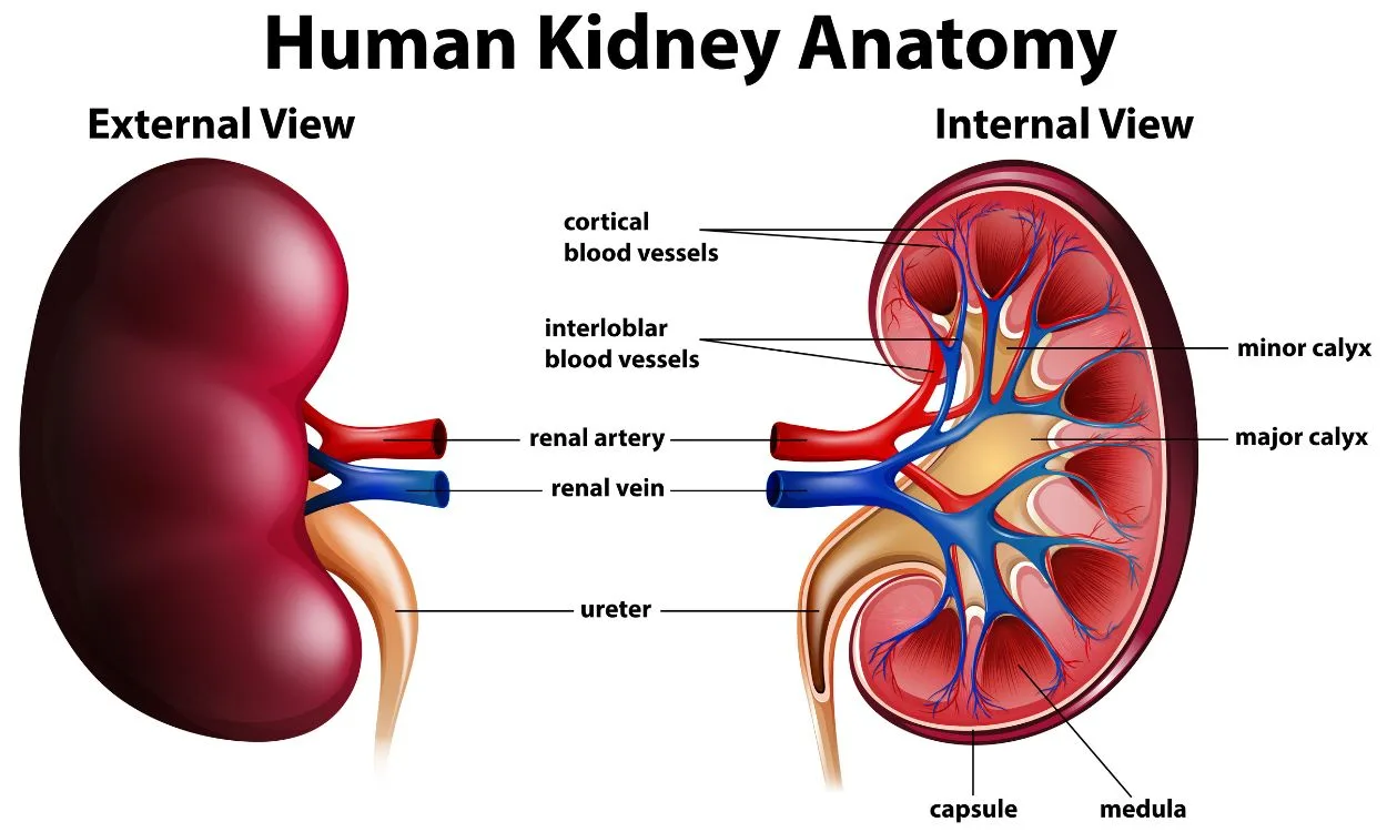 kidneys-filter-waste-from-the-blood-the-marvelous-mechanism-of-renal