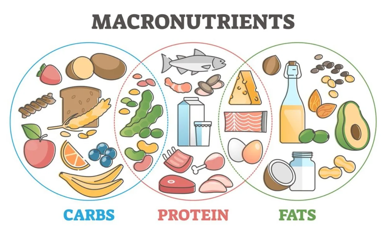 Macronutrients for athletes