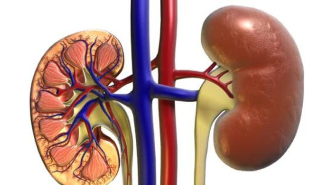 Can certain infections affect kidney function? FITPAA